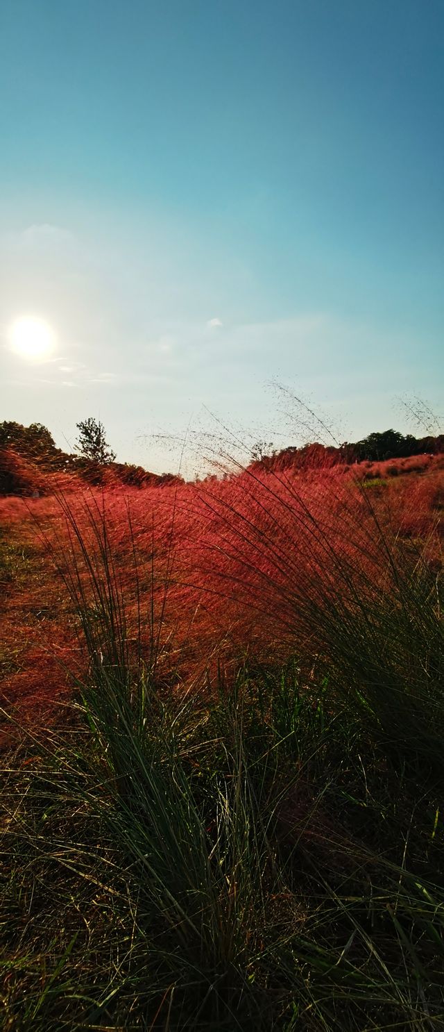 這片粉紅色的海洋，再不去就明年見了