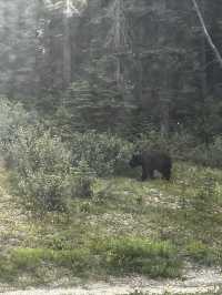 加拿大雙湖一日遊｜路易斯湖划船+偶遇小熊！小費&觀熊攻略都在