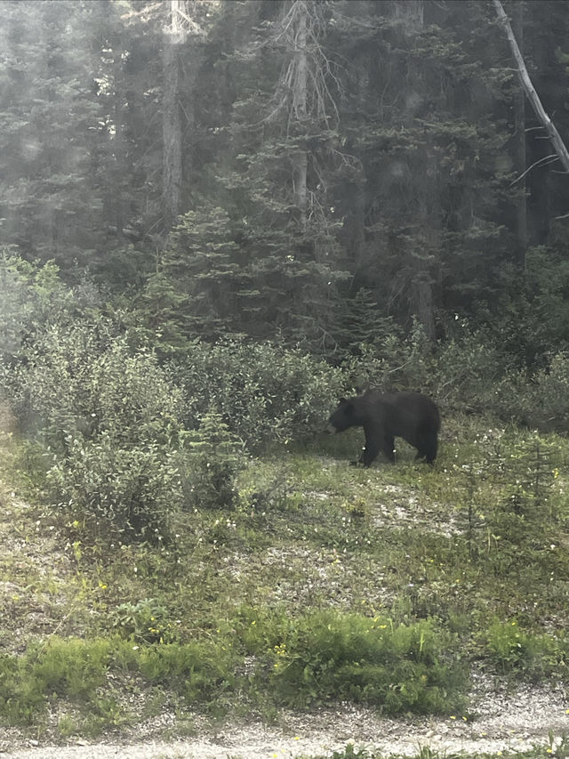 加拿大雙湖一日遊｜路易斯湖划船+偶遇小熊！小費&觀熊攻略都在