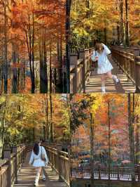 已經開始期待深秋的紹興了！「附地址」