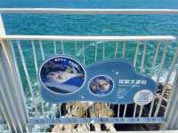 大海旁一雙會說話的眼睛✨鹽田棧道海景打卡神地🌊