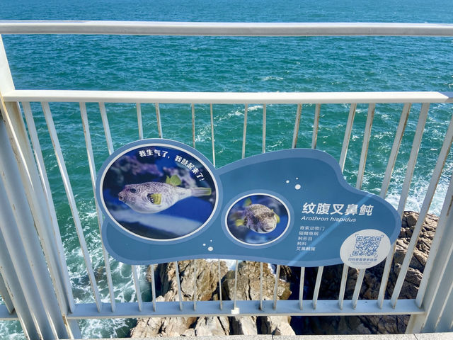 大海旁一雙會說話的眼睛✨鹽田棧道海景打卡神地🌊