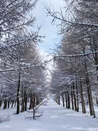 樺皮嶺踏雪：樺皮嶺會懲罰每一個不帶工具的人！