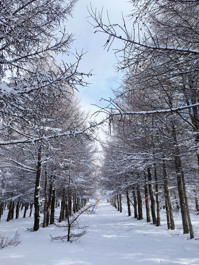 樺皮嶺踏雪：樺皮嶺會懲罰每一個不帶工具的人！