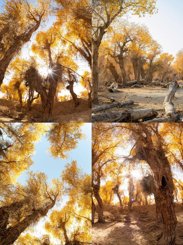 新疆胡楊林最佳觀賞攻略金色秘境&自駕避坑指南 新疆胡楊林最佳觀賞攻略金色秘境&自駕避坑指南