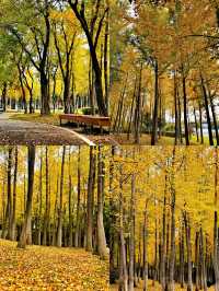 被忽略的小眾寶藏城市,六安秋色秘境