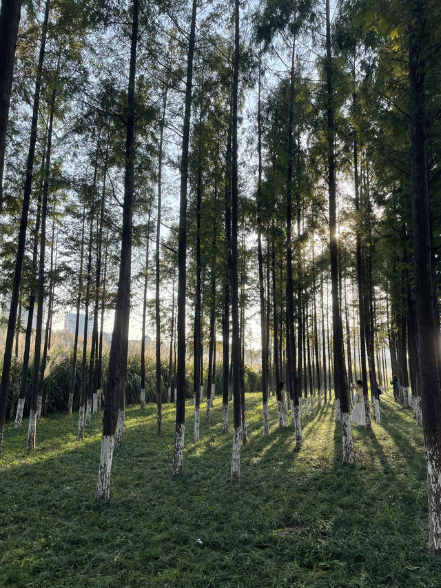 在半島世界酒店，偶遇秋日最美江濱公園