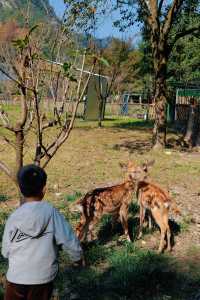 上海杭州周邊｜不在奈良，在諸暨