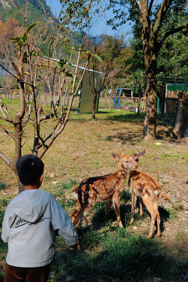 上海杭州周邊｜不在奈良，在諸暨