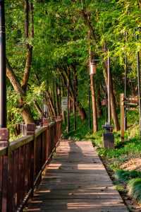 初見彼岸花，竟在諸暨浦陽江畔的沿江棧道旁