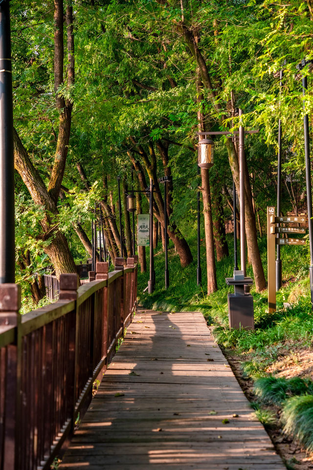 初見彼岸花，竟在諸暨浦陽江畔的沿江棧道旁