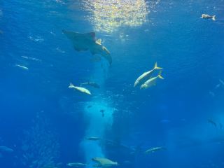 Okinawa Ultimate Guide: A Magical Journey of Azure Seas × Ryukyu Spirit