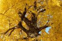 11月桂林深秋漫遊全攻略錯過等一年