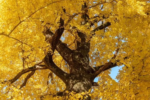 11月桂林深秋漫遊全攻略錯過等一年