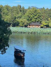 西湖隱世古樹治癒指南