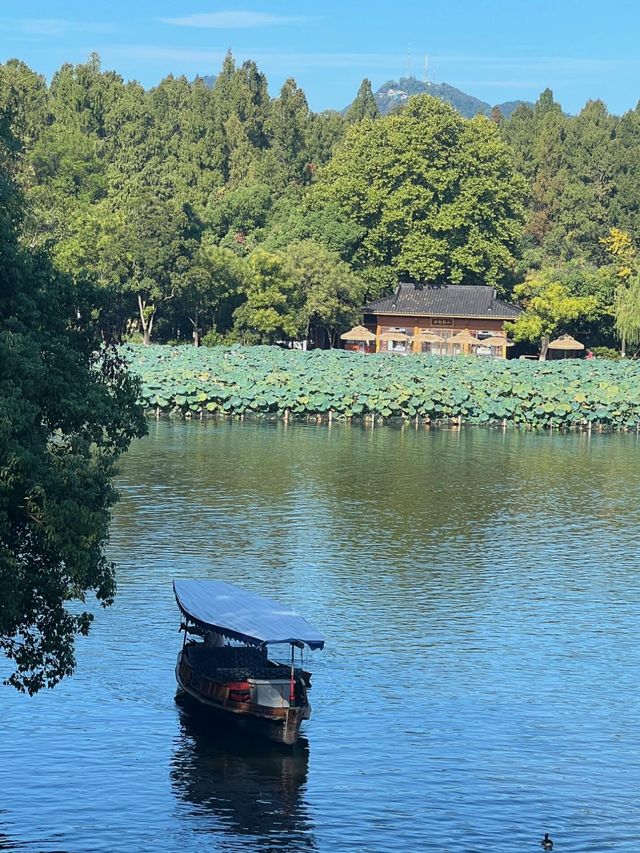 西湖隱世古樹治癒指南