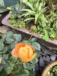 在千年古鎮的庭院裡,把日子過成詩