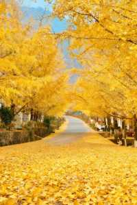 廣東秋日限定深秋必去南雄秘境