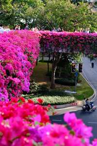 廣州冬日限定|全城最美的粉紅色三角梅花海打卡點