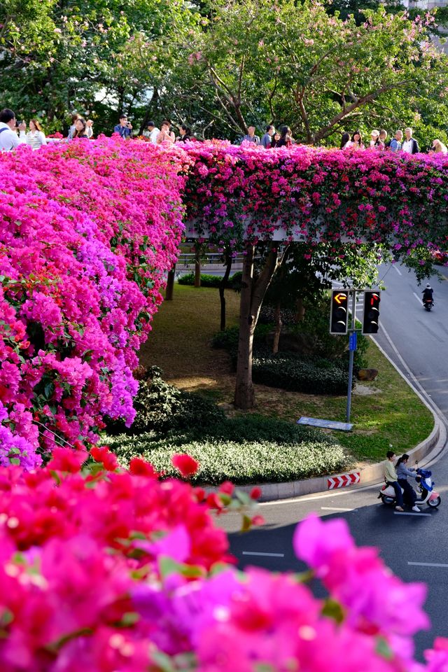 廣州冬日限定|全城最美的粉紅色三角梅花海打卡點 廣州冬日限定|全城最美的粉紅色三角梅花海打卡點