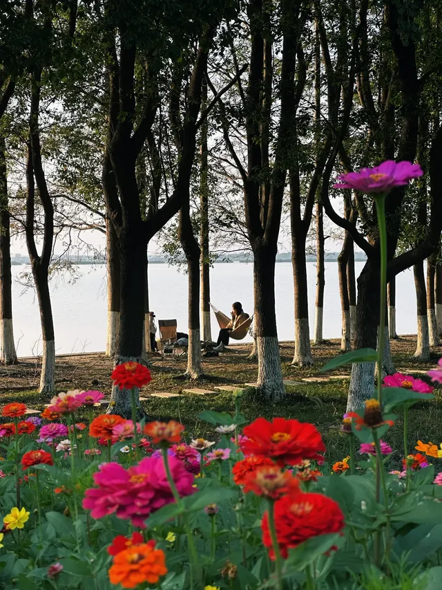 上海出發1h 淀山湖落日花海保姆級攻略