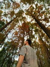 成都市區免費公園 | 升仙湖Citywalk