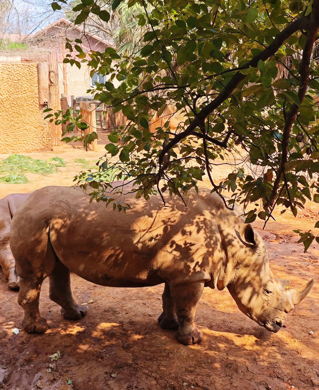 動物園隱藏玩法大賞