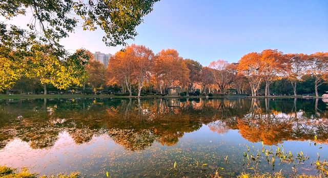 斑斕調色盤,律動生活詩--武漢解放公園秋色 斑斕調色盤,律動生活詩--武漢解放公園秋色