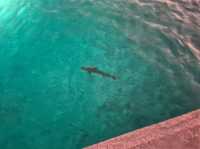 A Blissful Stay at Kuredu