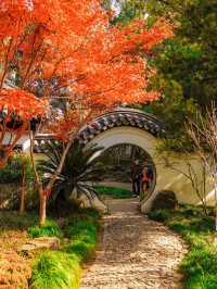 上海小眾秋色天花板一扇金色之門驚艷了深秋！