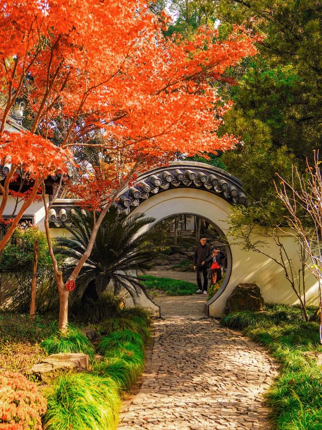 上海小眾秋色天花板一扇金色之門驚艷了深秋！