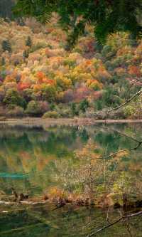 九寨溝的秋天美炸了！這鏡頭感誰頂得住啊！
