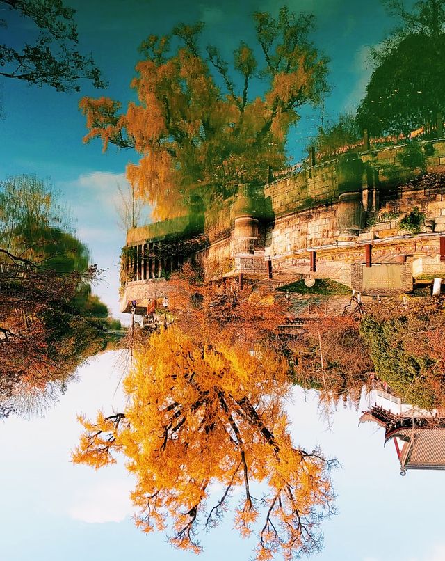 嘉興銀杏天花板|我在嘉興瘋狂收集秋天 嘉興銀杏天花板|我在嘉興瘋狂收集秋天