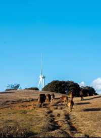 大理風車山!闖進童話牧場