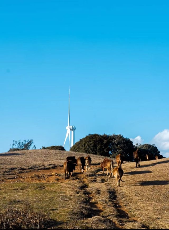 大理風車山!闖進童話牧場 大理風車山!闖進童話牧場