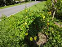 中國科學院西雙版納熱帶植物園真的太寶藏了，必須安利給大家