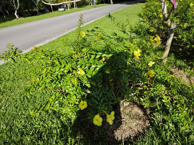 中國科學院西雙版納熱帶植物園真的太寶藏了，必須安利給大家