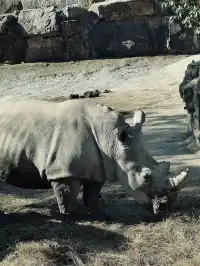 上海野生動物園最全帶娃攻略
