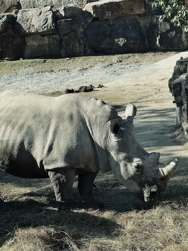 上海野生動物園最全帶娃攻略 上海野生動物園最全帶娃攻略