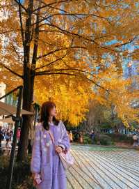 金色暴擊!上海黃金城道銀杏濃度已滿格!