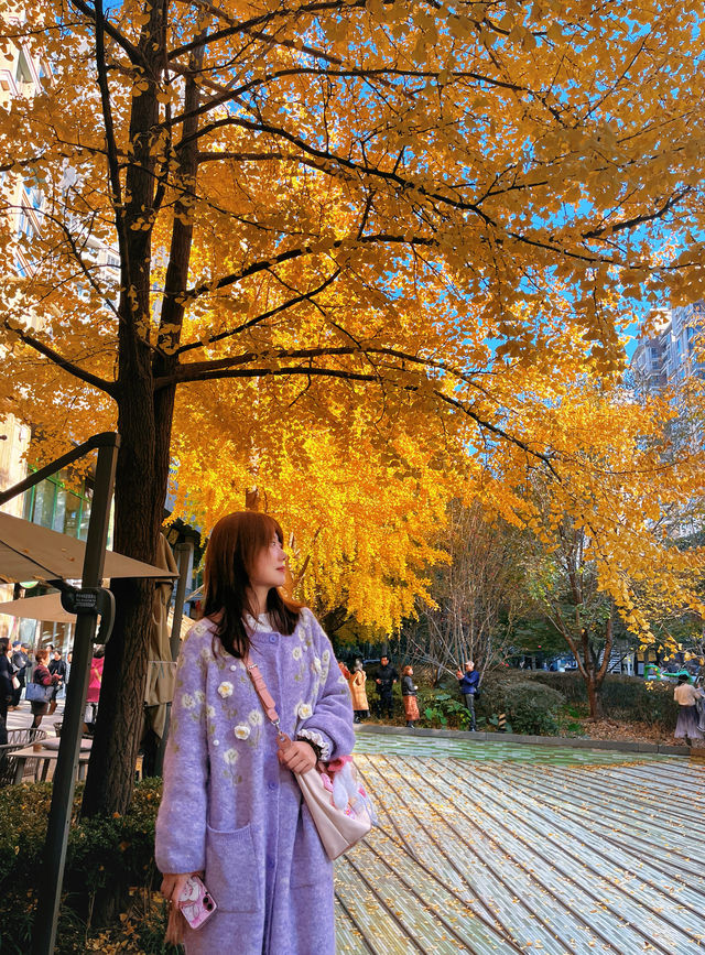 金色暴擊!上海黃金城道銀杏濃度已滿格! 金色暴擊!上海黃金城道銀杏濃度已滿格!