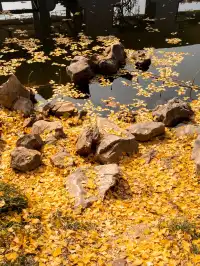 去逍遙津務必上逍遙閣中式秋景太絕了