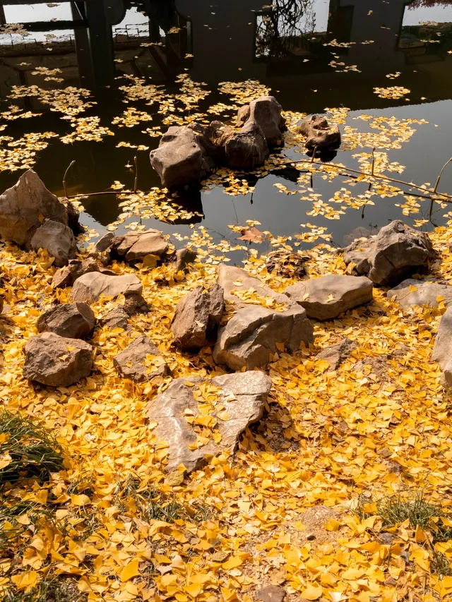 去逍遙津務必上逍遙閣中式秋景太絕了 去逍遙津務必上逍遙閣中式秋景太絕了