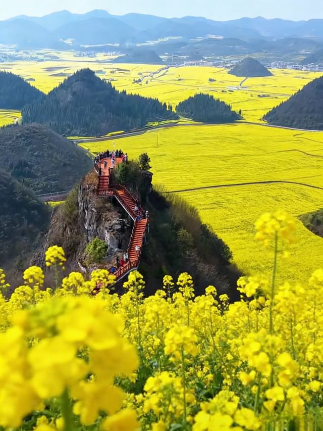 油菜花海拍照指南 油菜花海拍照指南