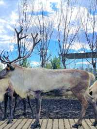 9日冬遊呼倫貝爾 超讚攻略來啦