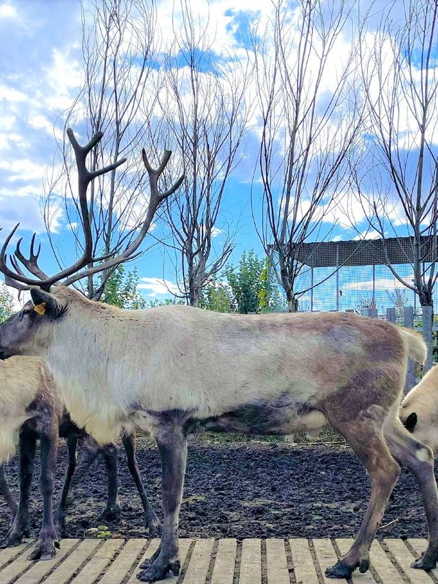 9日冬遊呼倫貝爾 超讚攻略來啦