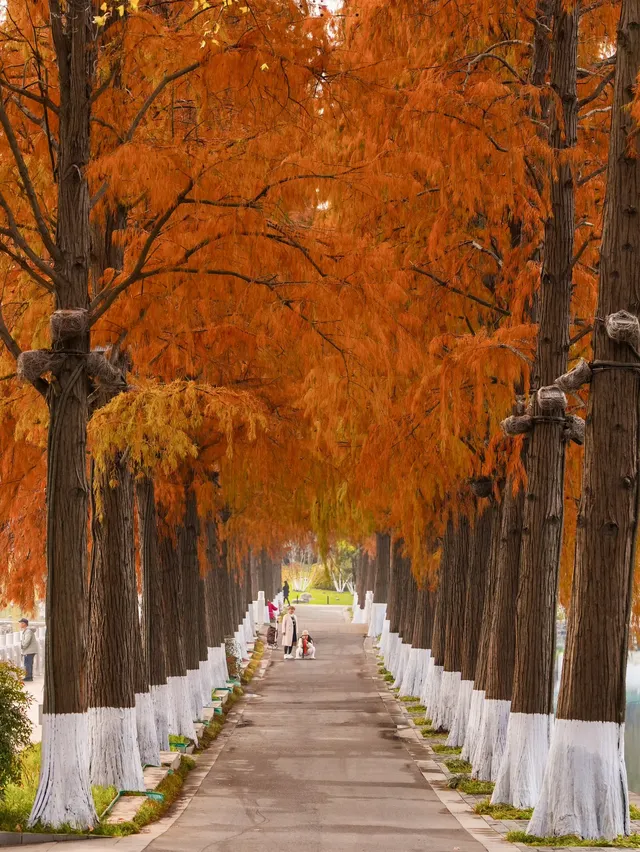 12.3的東湖殺瘋了!分享一條油畫感騎行路線 12.3的東湖殺瘋了!分享一條油畫感騎行路線