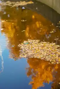 高架橋取景框裡的金色銀杏