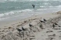 在雨夾雪的紐約懷念key west的|附攻略