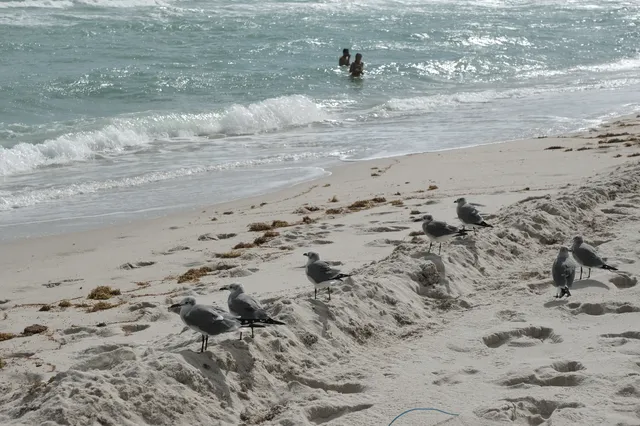 在雨夾雪的紐約懷念key west的|附攻略 在雨夾雪的紐約懷念key west的|附攻略